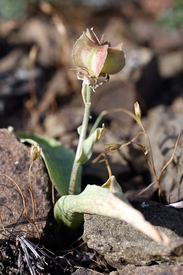 Изображение особи Rhinopetalum stenantherum.