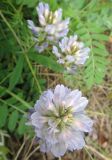 Astragalus austrosibiricus