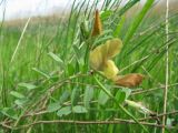 Vicia grandiflora