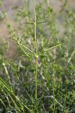 Acanthophyllum borsczowii. Средняя часть растения. Южный Казахстан, восточная граница пустыни Кызылкум. 07.05.2013.