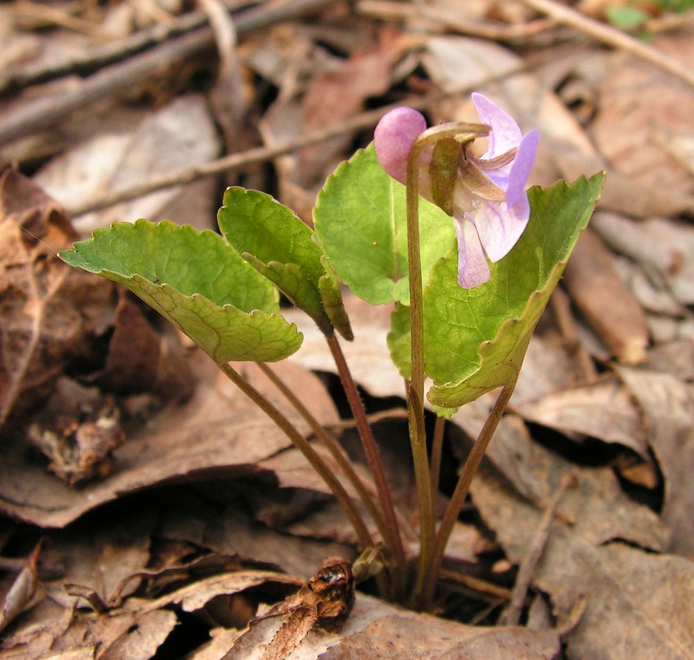 Image of Viola selkirkii specimen.