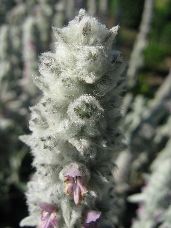 Изображение особи Stachys byzantina.