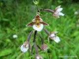 Epipactis palustris. Цветки. Беларусь, г. Гродно, ж.-д. ветка от КСМ. 17.07.2013.