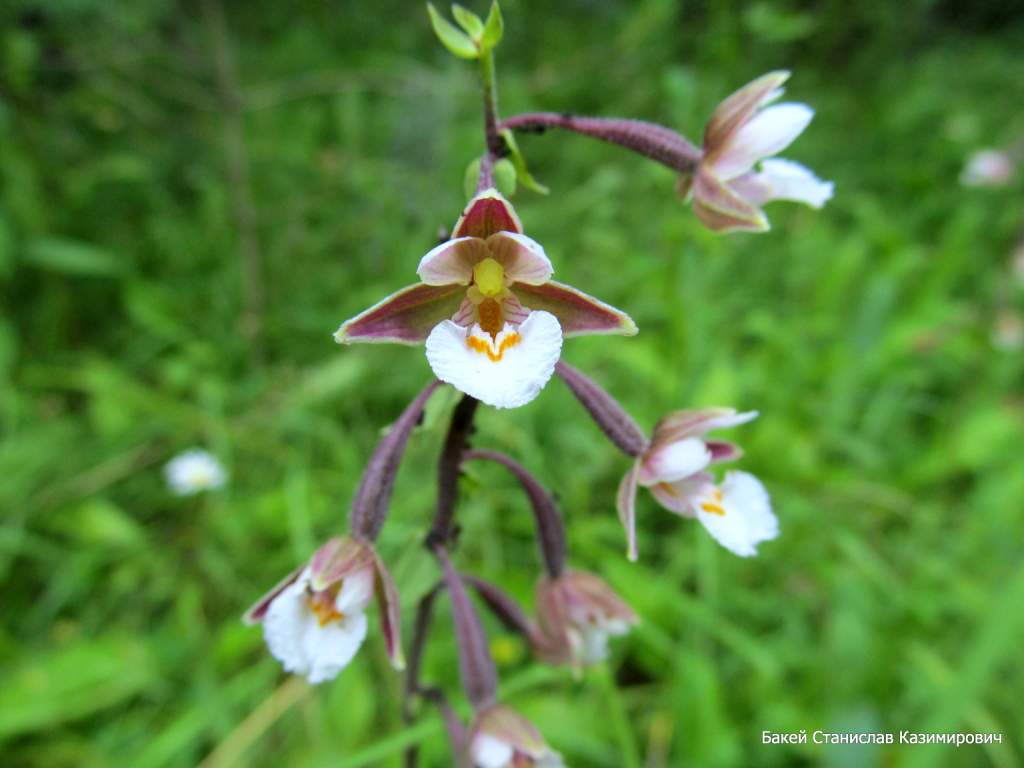 Изображение особи Epipactis palustris.