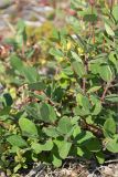Lonicera × subarctica. Плодоносящее растение. Кольский п-ов, Кандалакшский берег Белого моря, каменистая коса. 07.08.2013.