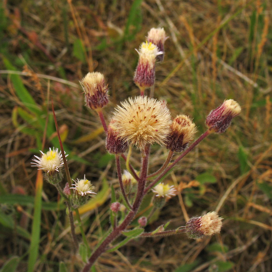 Image of Erigeron acris specimen.