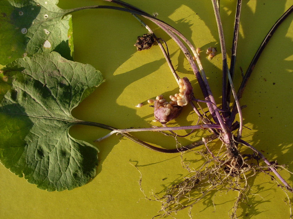 Image of Viola suavis specimen.