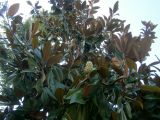 Magnolia grandiflora. Часть кроны плодоносящего дерева. Греция, Центральная Македония, ном Пиерия, окр. Платамонаса. 15.07.2013.