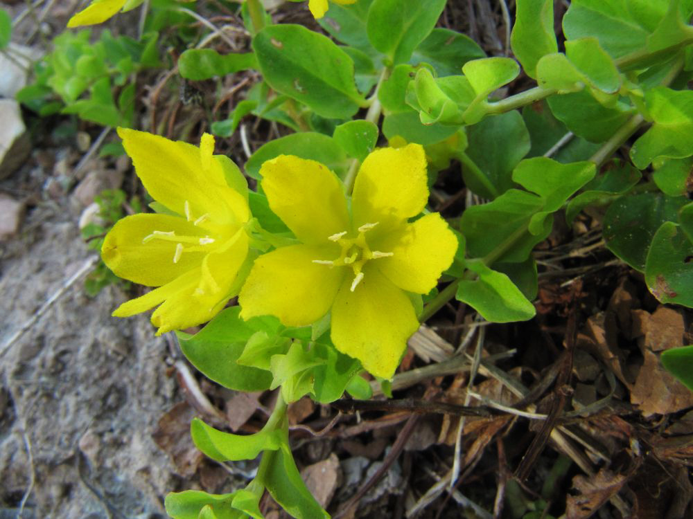 Image of Lysimachia nummularia specimen.