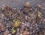 Gunnera tinctoria. Перезимовавшее растение с развивающимися побегами. Германия, г. Дюссельдорф, Ботанический сад университета. 02.03.2014.