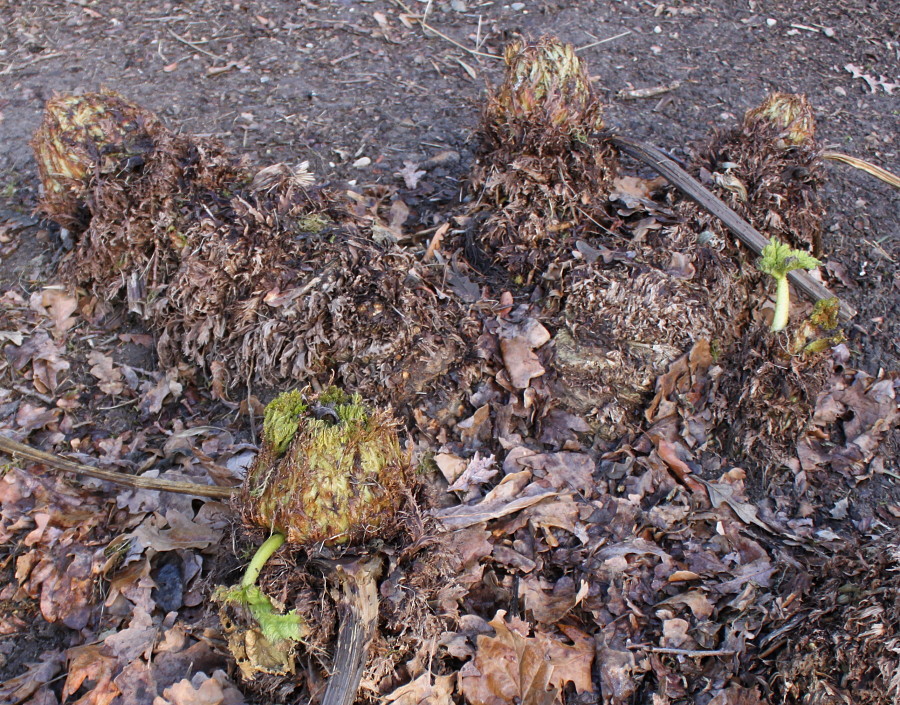 Image of Gunnera tinctoria specimen.