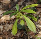 Daphne laureola. Верхушка цветущего растения. Греция, Пиерия, Олимп. 22.03.2014.