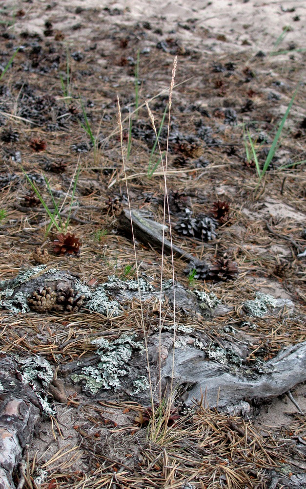 Image of Festuca ovina specimen.