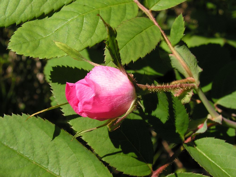 Image of Rosa amblyotis specimen.