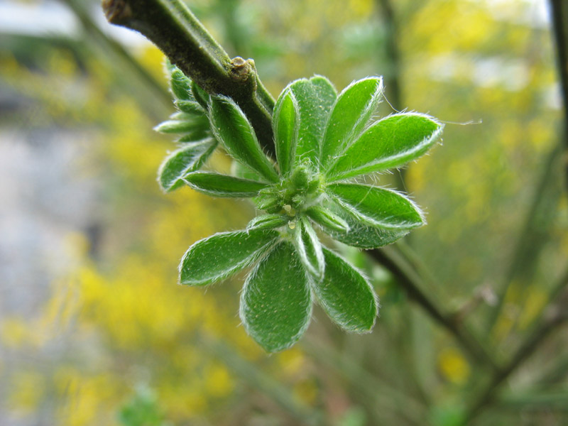 Изображение особи Sarothamnus scoparius.