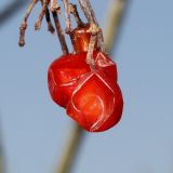 Viburnum opulus