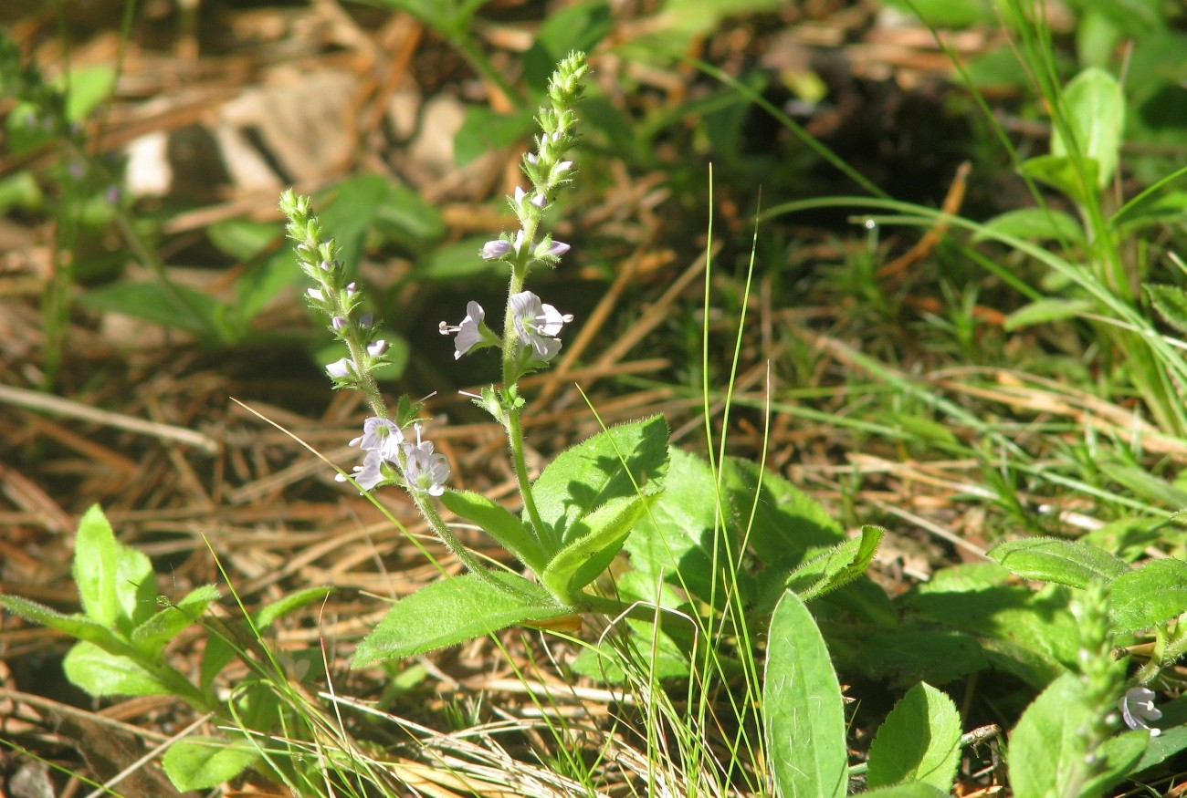 Image of Veronica officinalis specimen.