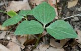genus Trillium. Вегетирующие растения. Германия, г. Дюссельдорф, Ботанический сад университета. 04.05.2014.