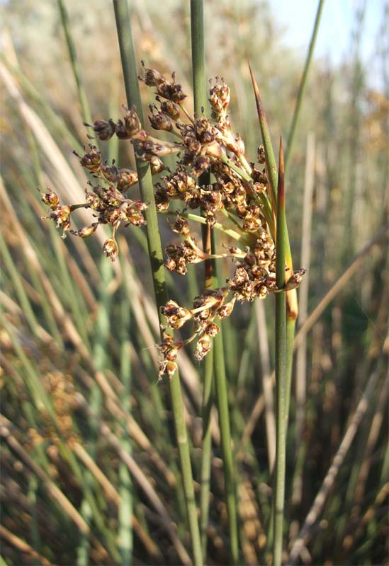 Image of Juncus acutus specimen.