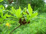 Rhododendron luteum