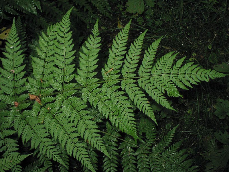 Image of Dryopteris expansa specimen.