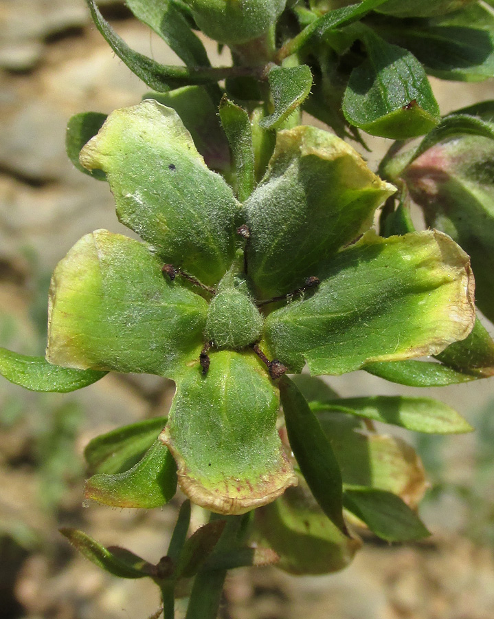 Image of Verbascum spectabile specimen.