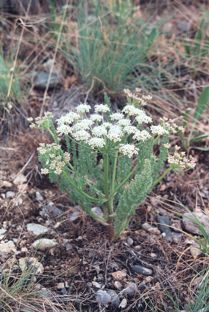 Image of Schrenkia golickeana specimen.