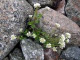 Cochlearia arctica