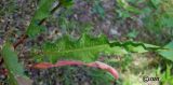 Rumex stenophyllus