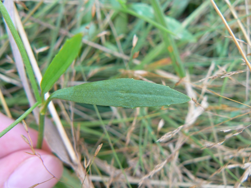 Image of Ranunculus reptans specimen.