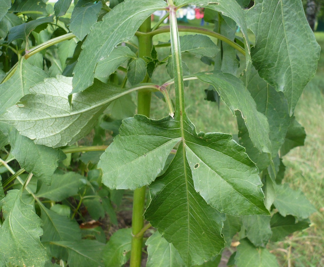 Image of Dahlia &times; cultorum specimen.