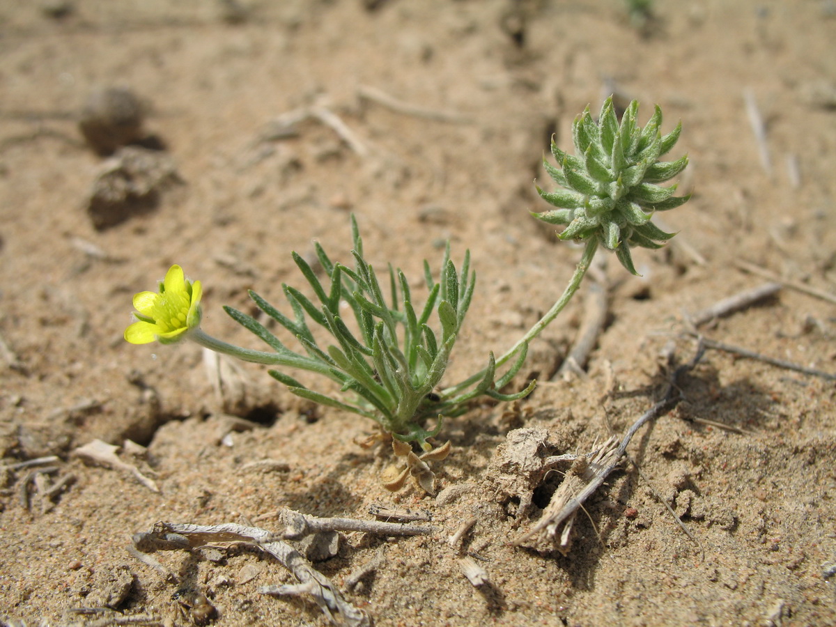 Image of Ceratocephala incurva specimen.