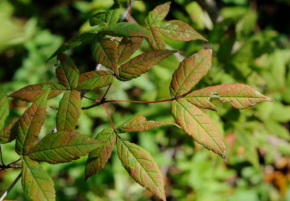 Изображение особи Acer mandshuricum.