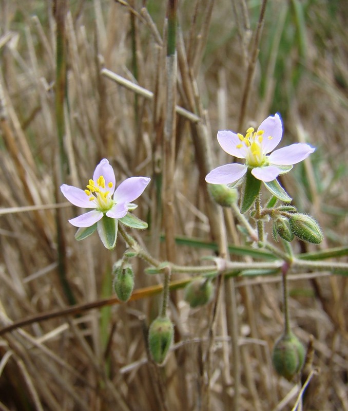 Image of Spergularia media specimen.