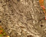 Phellodendron amurense. Кора на стволе. Украина, Кривой Рог, Ботанический сад НАН Украины, дендрарий. 04.10.2014.