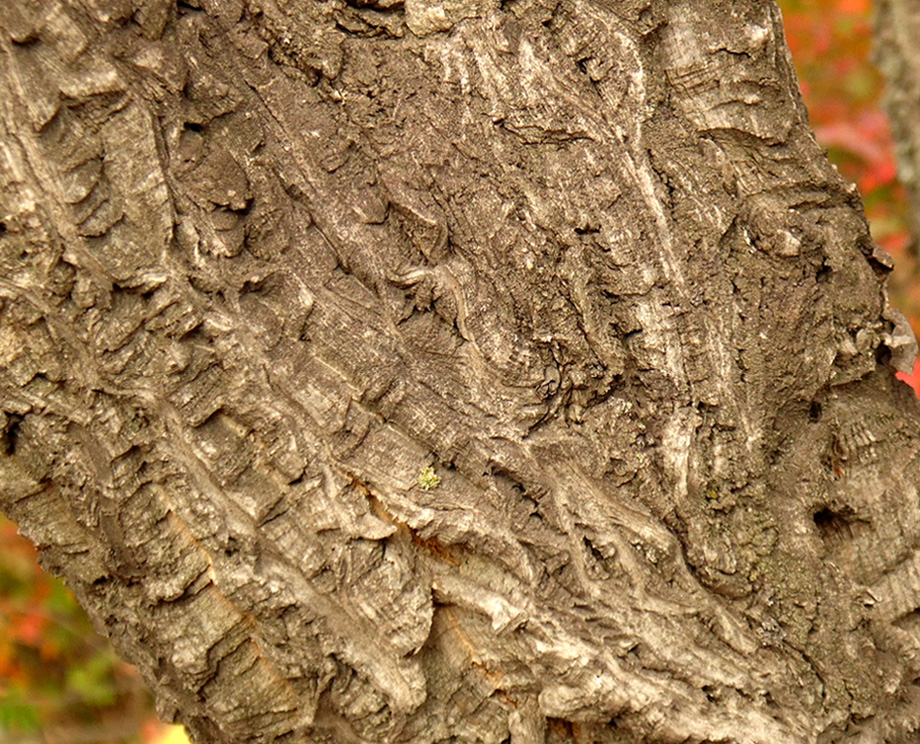 Изображение особи Phellodendron amurense.