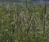 Calamagrostis epigeios. Соплодия. Московская обл., Раменский р-н, окр. ж.-д. платформы Хрипань, залежь. 12.08.2014.