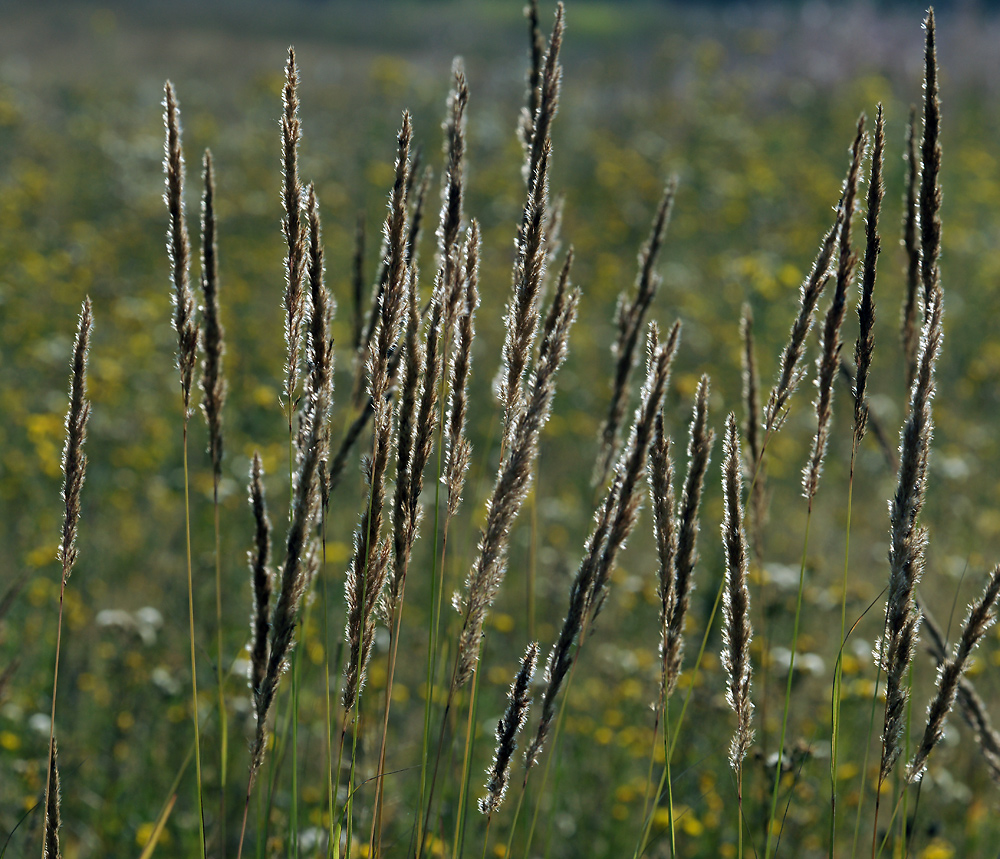 Изображение особи Calamagrostis epigeios.