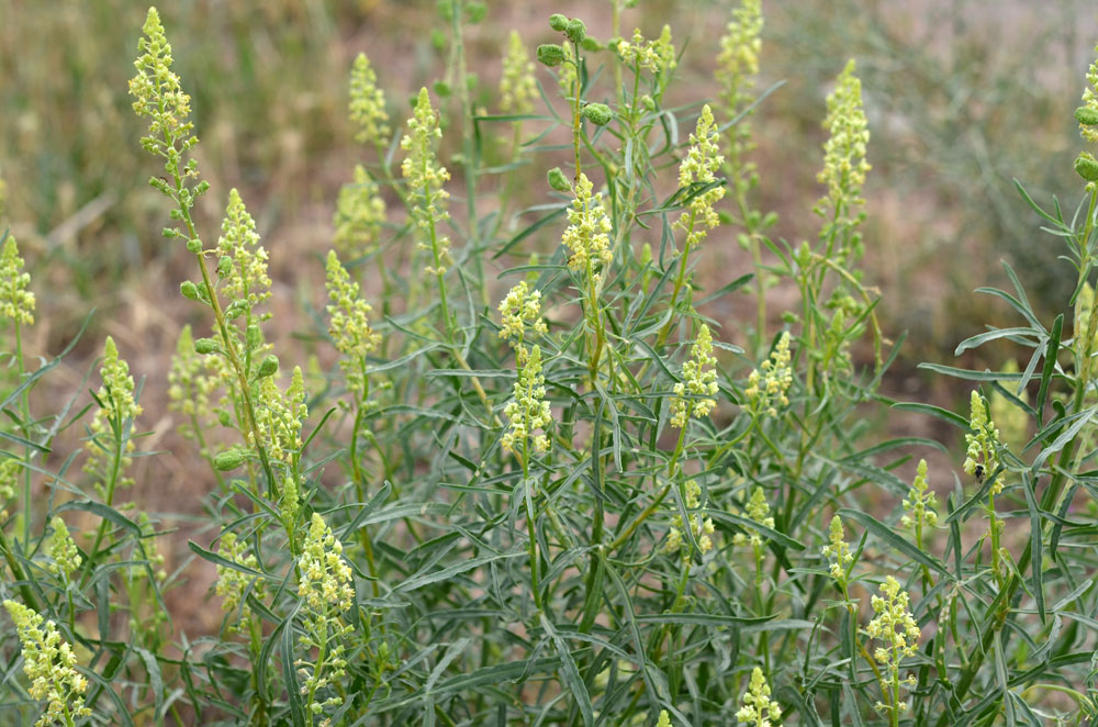 Image of Reseda lutea specimen.