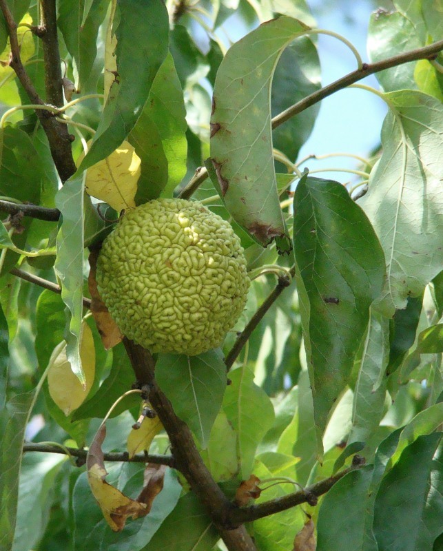 Изображение особи Maclura pomifera.