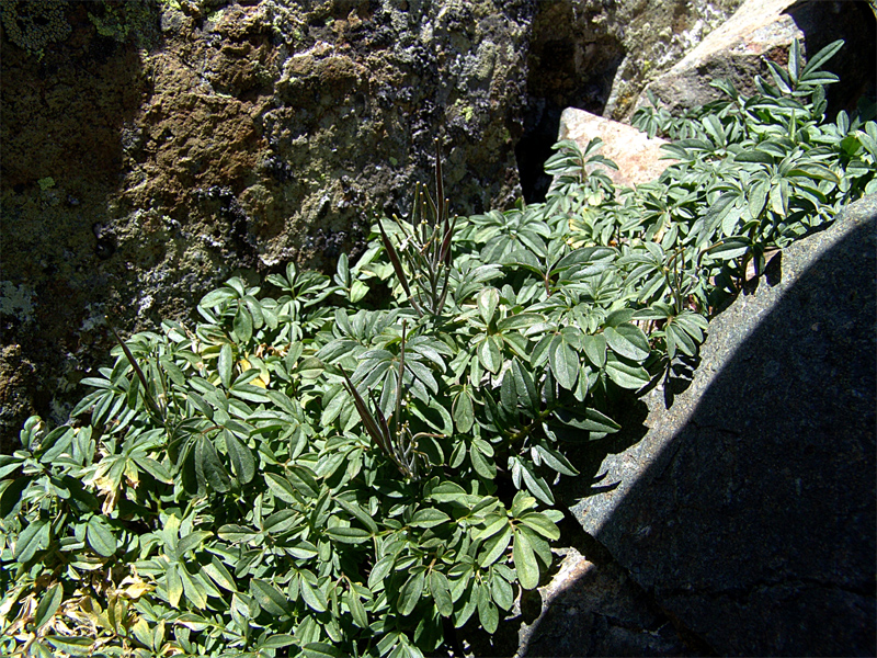 Image of Cardamine bipinnata specimen.