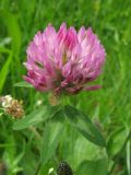 Trifolium pratense. Верхушка цветущего растения. Нидерланды, окрестности Гронингена. Май 2006 г.