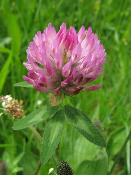 Image of Trifolium pratense specimen.