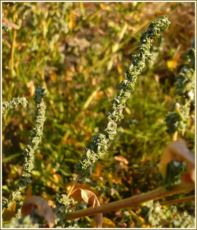 Image of Atriplex tatarica specimen.