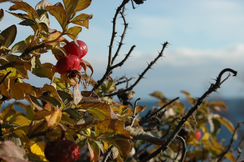 Image of Rosa rugosa specimen.