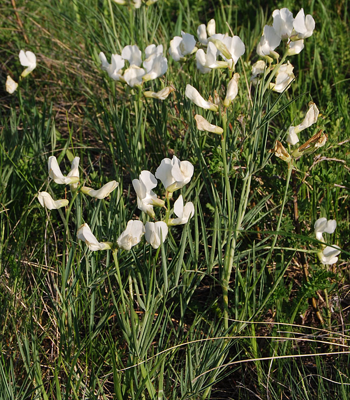 Image of Lathyrus multijugus specimen.