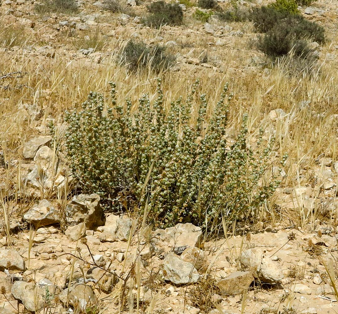 Image of Bassia arabica specimen.