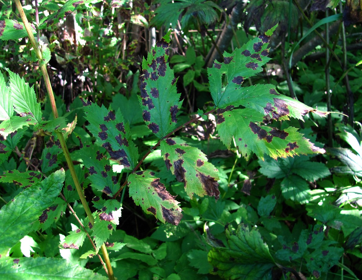 Image of Filipendula ulmaria specimen.