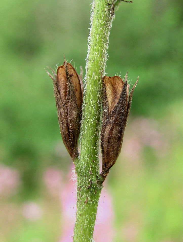 Изображение особи Euphrasia brevipila.