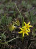 genus Gagea
